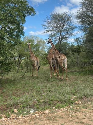 Kruger Bush Retreat