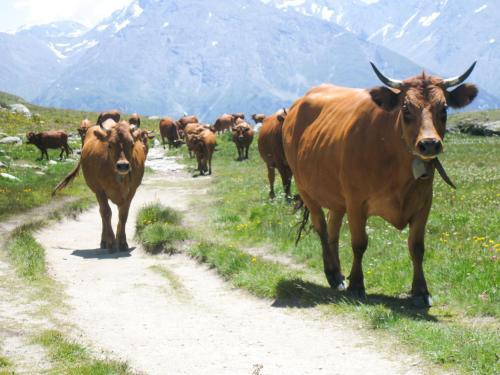 Au coeur du Parc National de la Vanoise Appart Termignon Val Cenis