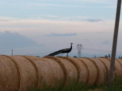 Agriturismo La Fattoria Del Boschetto - image 5