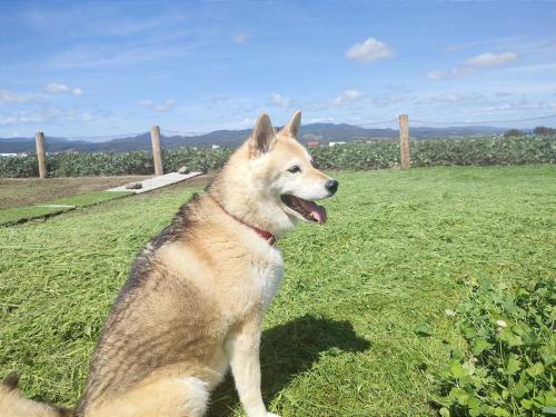 愛犬と家族みんなでのんびり羽休めv古民家民泊OMOTENASHI LODGe 悠遊