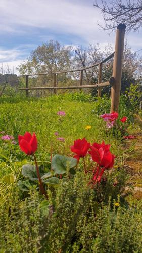 Agriturismo Podere le Tombe