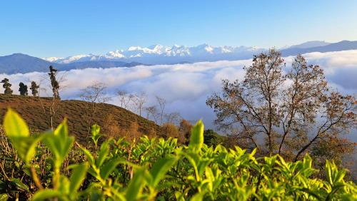 Rajpankchi Junglestay