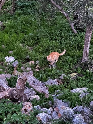 Mani Spot II Mani Spot II