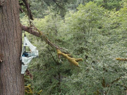 Tree Climbing at Silver Falls