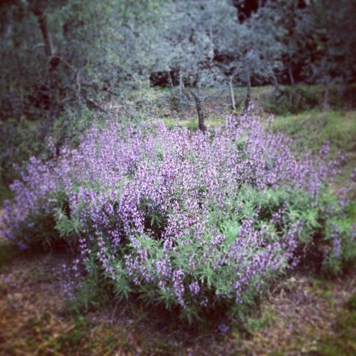 La Locanda del Barbagianni