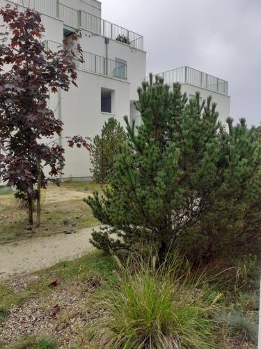 Zielone Patio
