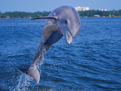 Shoalwater 1206 image