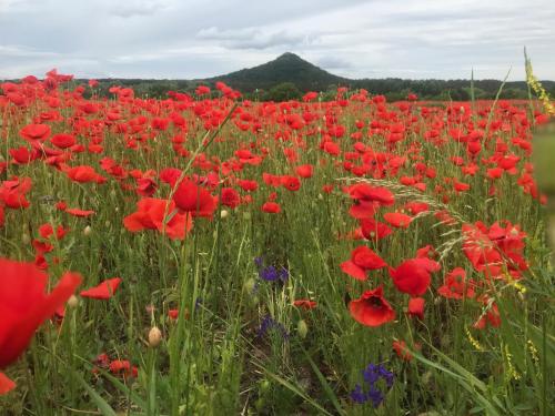 Cédrus apartman (Cedrus apartman) in ทัพโพลค่า
