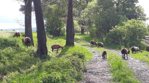 Glamping na samotě u lesa