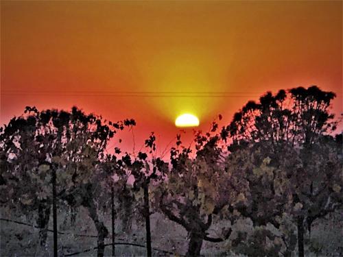 WINE TIME at Alderese Vineyards in Beautiful Amador County