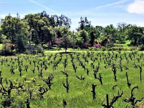 WINE TIME at Alderese Vineyards in Beautiful Amador County