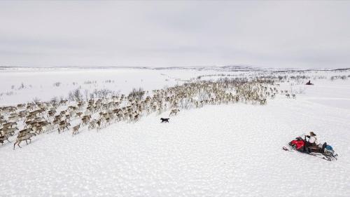 Authentic Sami Reindeer Herding Adventure in Arctic Norway in คอโตเคโน