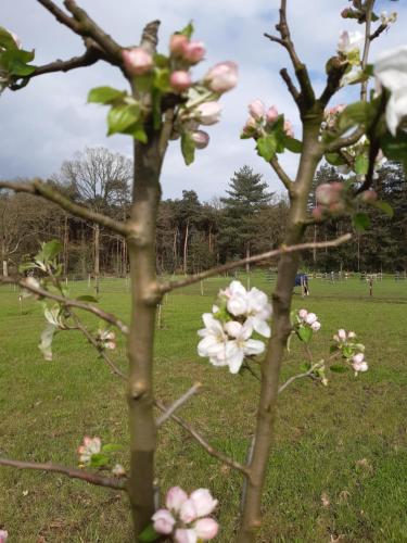 B&B Bourgondisch Lomm