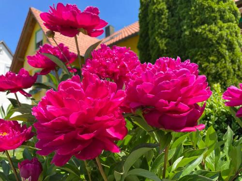 Haus Rosa in St Johann