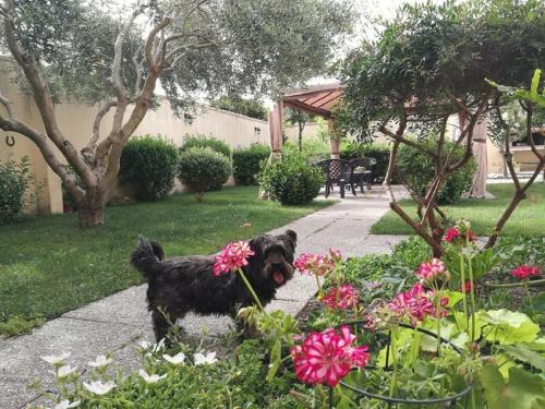 Affitacamere/Domo - Mari e Luci