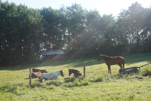 Appartement Am Hohenbusch - image 6