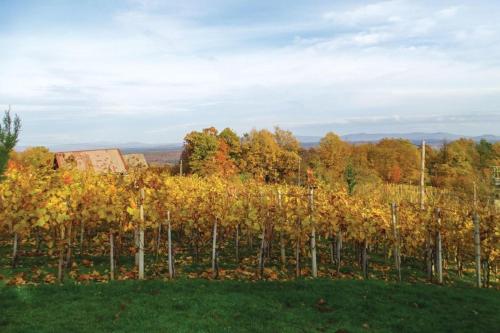 Vineyard house Bahor - image 3