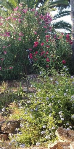 La Beluga – Saint Maxime, WY
