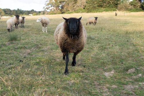 Waterfront Tiny Home in FarmStay in Buninyong