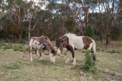 Waterfront Tiny Home in FarmStay in Buninyong