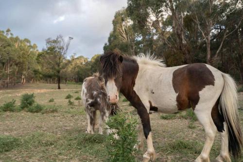 Waterfront Tiny Home in FarmStay in Buninyong