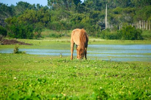 Herdade Monte Do Sol - image 12