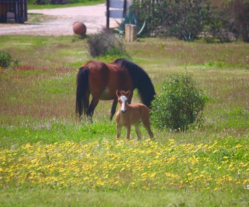 Herdade Monte Do Sol - image 14