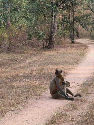 Khajuraho Dreams Homestay