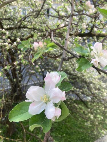 JUGENDSTIL VILLA LEOBEN GÖSS - nahe SPIELBERG FORMEL 1 JUGENDSTIL VILLA LEOBEN GÖSS - nahe SPIELBERG FORMEL 1
