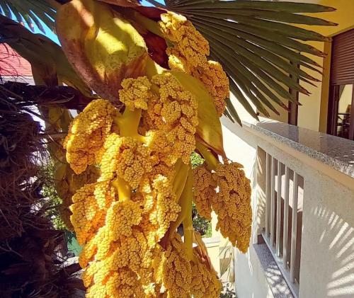 Studio Apartman Casper