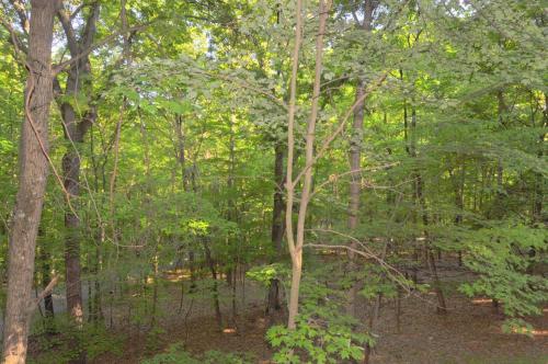 Brigadoon - image 11
