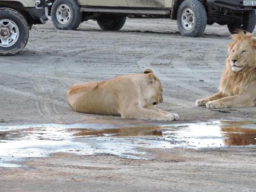 STC.SAFARI LODGE