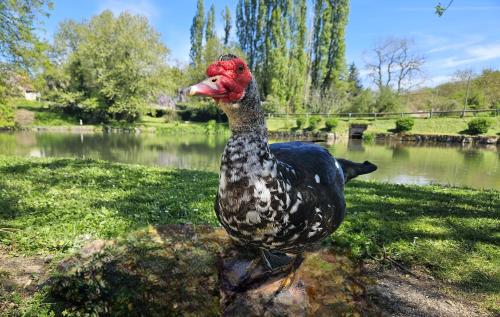 Le moulin de Meslon in Coust