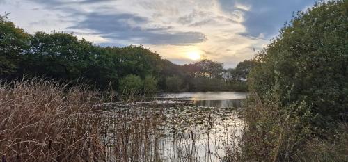 Zen Jungle Retreat - Log Cabin Stays, Transformational Retreats & Holistic Wellness near Bude - A 40 Acre Retreat with 5 Lakes, Woodland, Firepits, Bistro & Bars