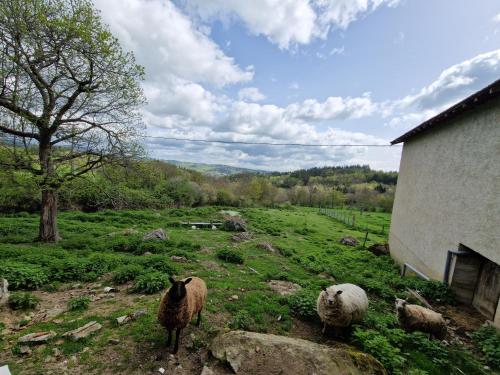 Détente en Pays d'Urfé