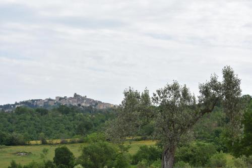 VULCINEA in Poggio Rocco