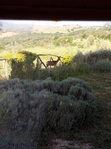 VULCINEA in Poggio Rocco