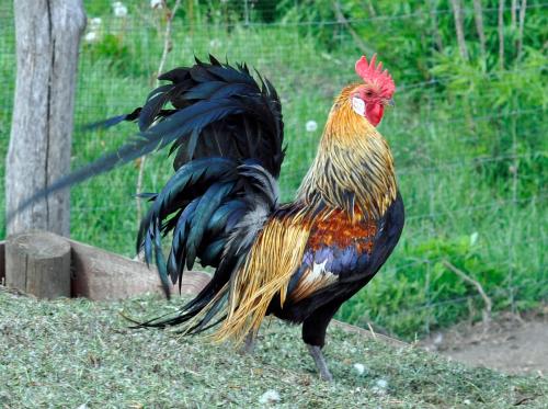 Agroturystyka Izba Pod Kasztanem in 索羅切亞尼亞克