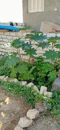 مرسى مطروح مرسى مطروح