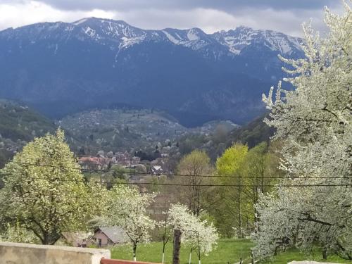 Mediu înconjurător, Britania in Bran