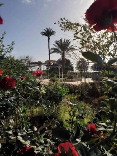 Riad Elaissi Riad Elaissi