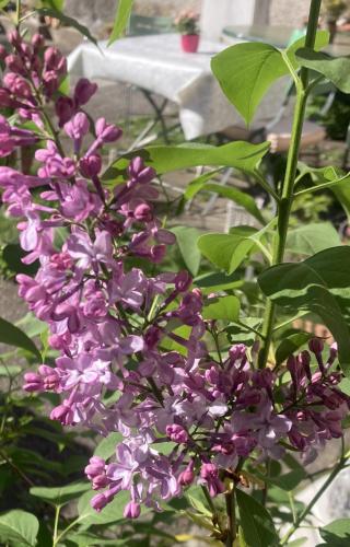 VILLA BRUNEGG Leoben GÖSS VILLA BRUNEGG Leoben GÖSS