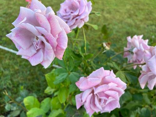 Apartment with Garden View image 9