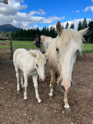 Sherwood Ranch Cottages - 405 Woodbank Road in ฮานเมอร์สปริงส์