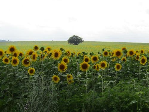 Au chant des cigales