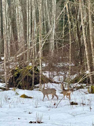 PLŪSME Restart House