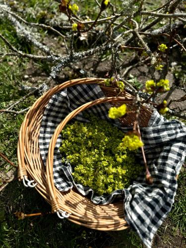 PLŪSME Restart House