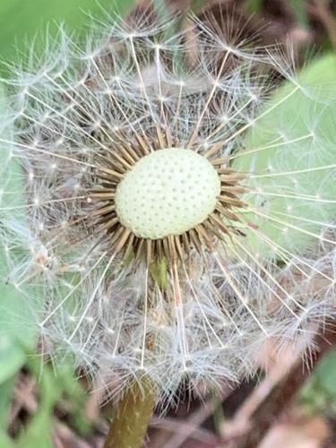 Remedium Appartements