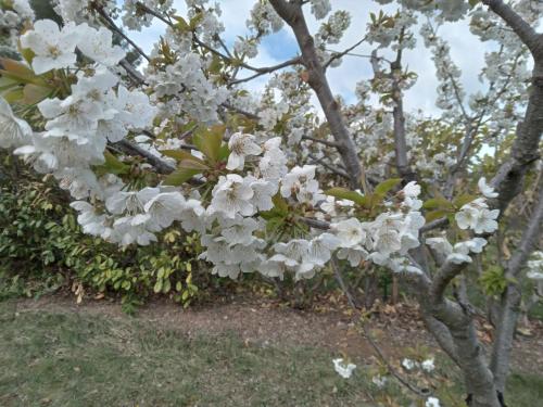 Chambre jaune gîte à louer Faucon