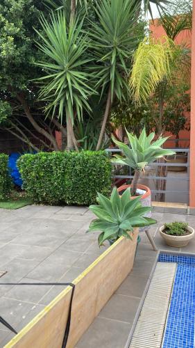 สวน, Skydiversnestdotcom in เบนาคาซอน